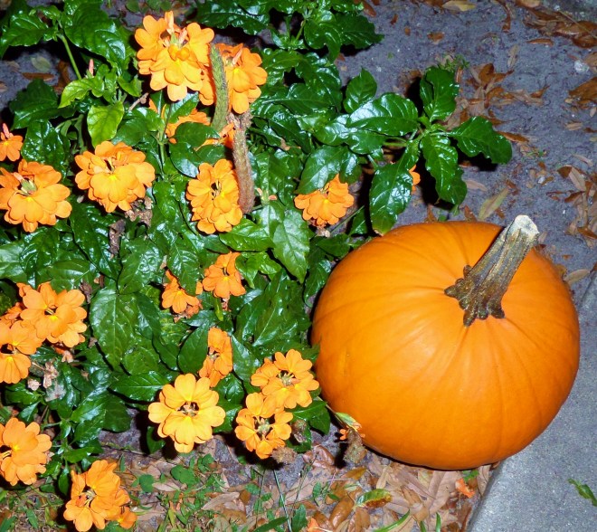 SAMSUNG CAMERA PICTURES