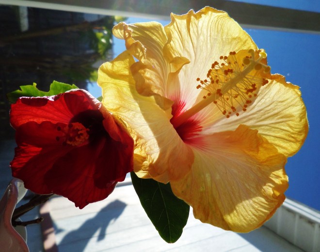 SAMSUNG CAMERA PICTURES