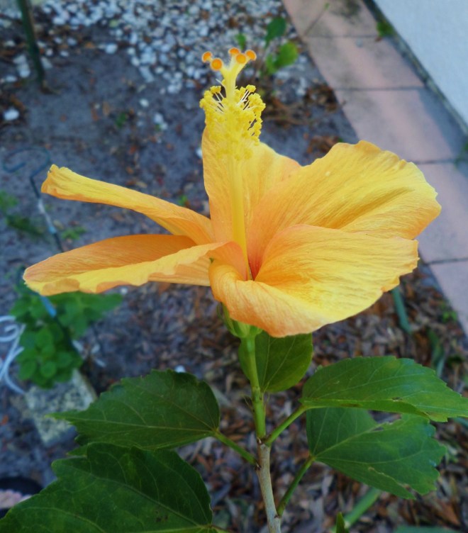 SAMSUNG CAMERA PICTURES