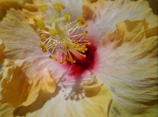 SAMSUNG CAMERA PICTURES