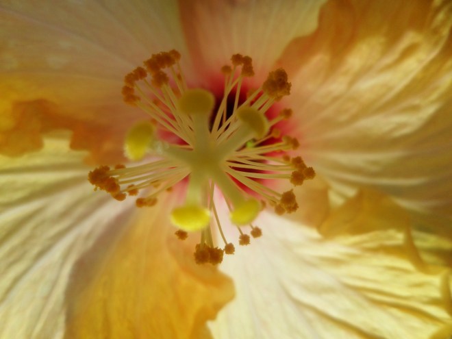 SAMSUNG CAMERA PICTURES