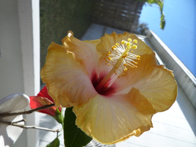 SAMSUNG CAMERA PICTURES