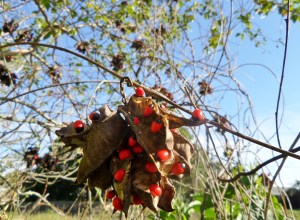 SAMSUNG CAMERA PICTURES