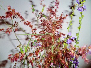 SAMSUNG CAMERA PICTURES