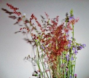 SAMSUNG CAMERA PICTURES