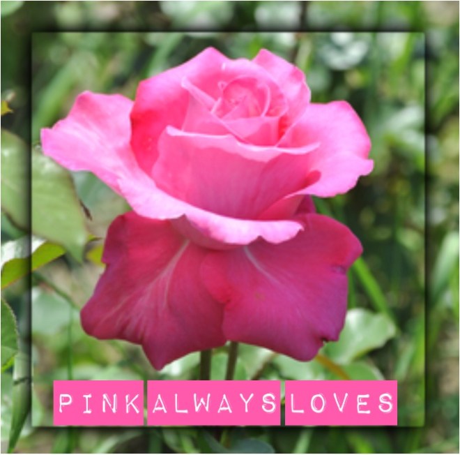 pinkalwaysloves