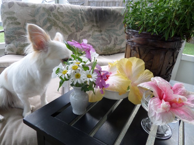 SAMSUNG CAMERA PICTURES