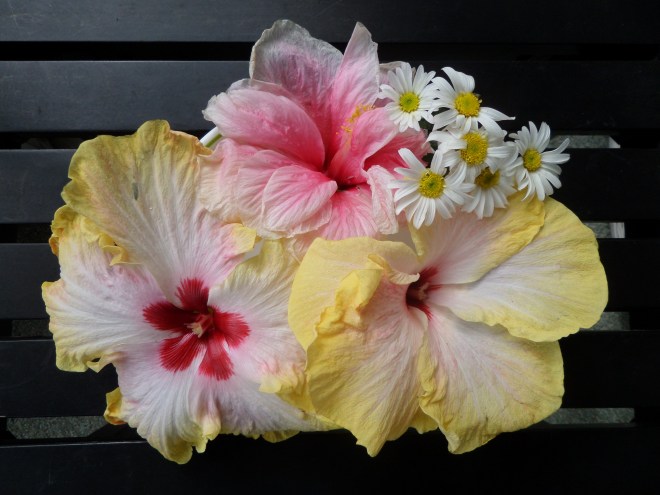 SAMSUNG CAMERA PICTURES