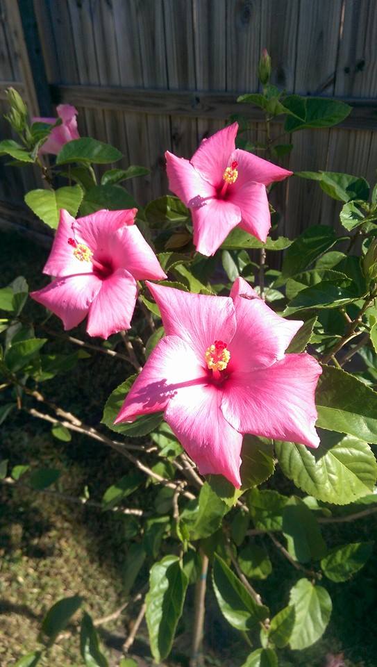 10520684_322150954635498_1339046565633945537_n