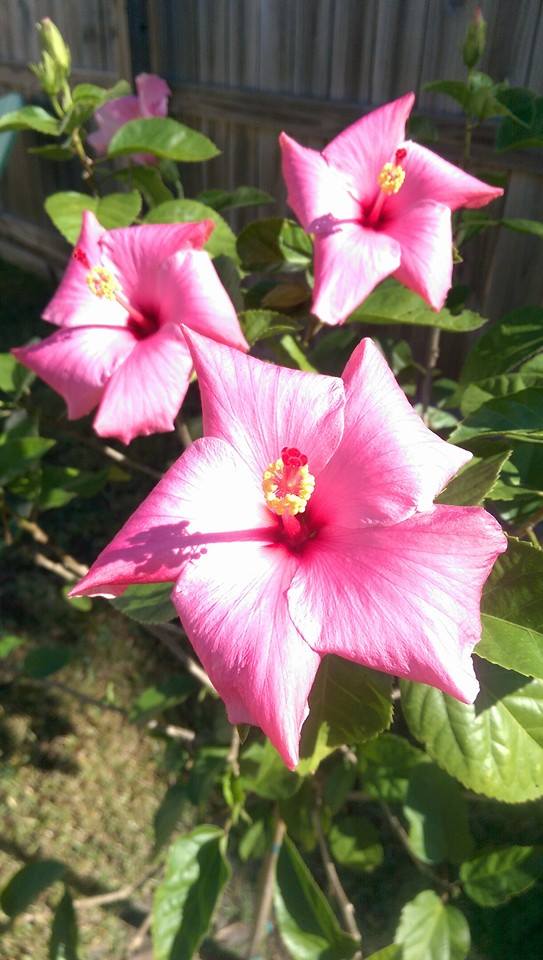 10730909_322150841302176_9217024204311006877_n