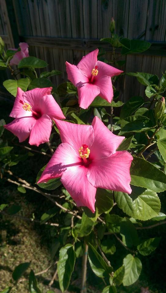 1441350_322150974635496_4906839552006668762_n