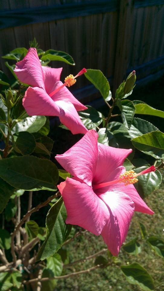 1557483_322150921302168_965142374170462837_n