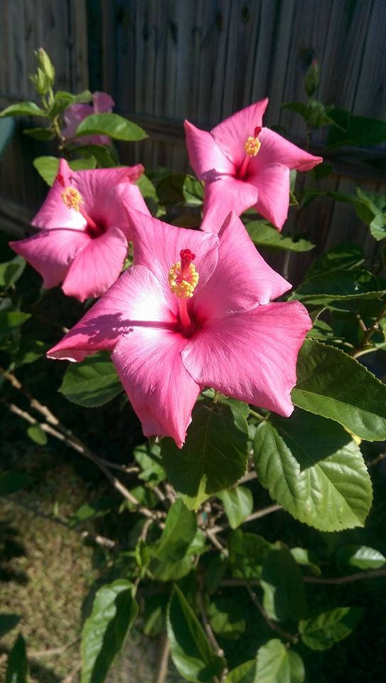 1982225_322150694635524_162792134776408741_n