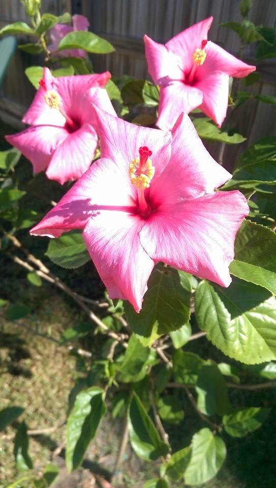 64379_322150717968855_5621976404480462691_n