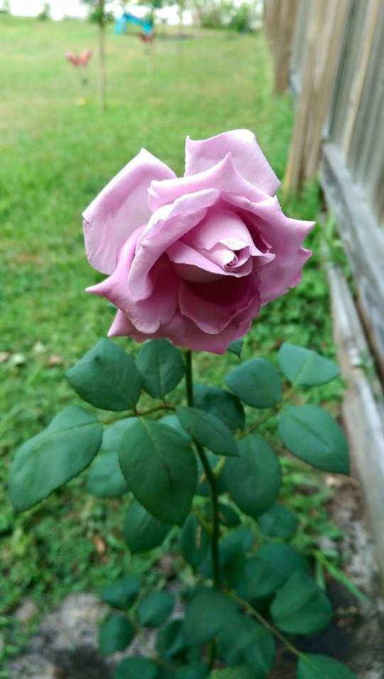 1504985_373499769500616_669817644927506346_n