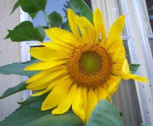 pretty-sunflower
