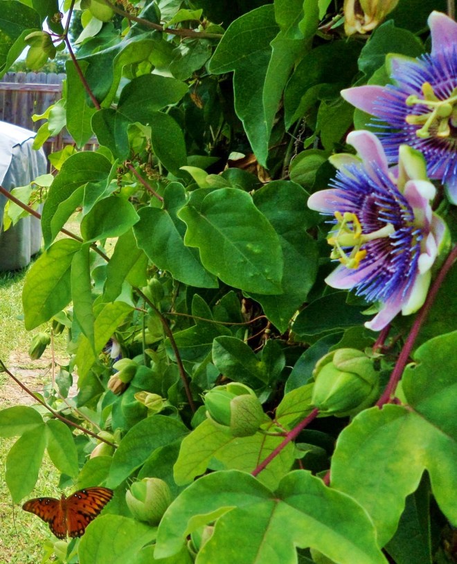 SAMSUNG CAMERA PICTURES