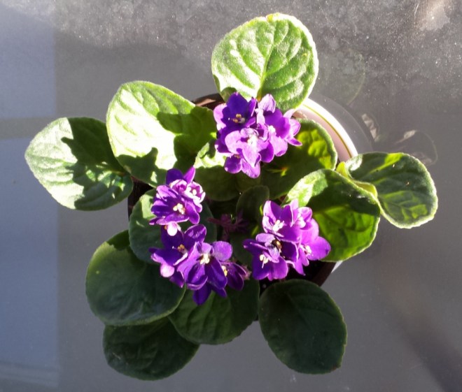 african violets