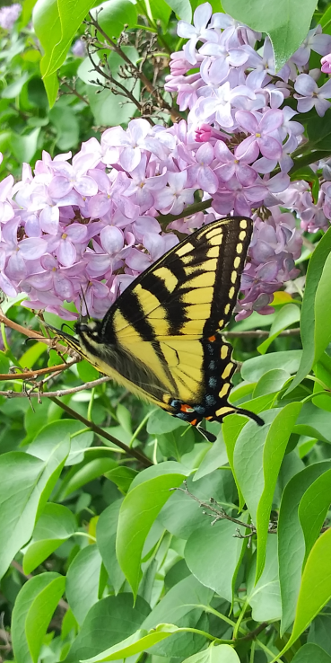 Screenshot_20200604-221632